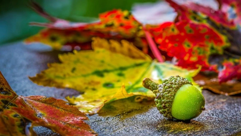 Церковный праздник 20 октября 2023 года: что нельзя делать в этот день