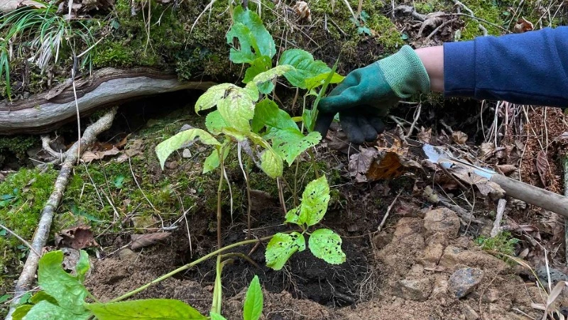 Ученые из заповедника «Курильский» спасают от вымирания редкое растение