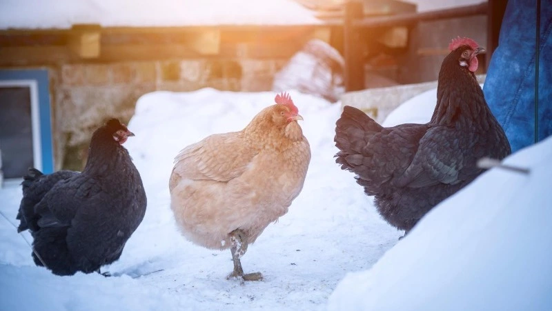 Народные приметы на 25 декабря 2024: что нельзя делать в этот день