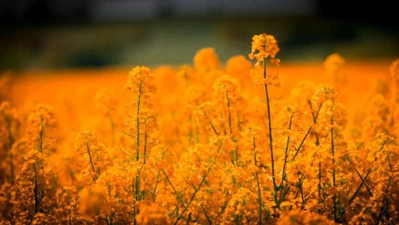 Церковный праздник 2 ноября 2023 года: что нельзя делать в этот день