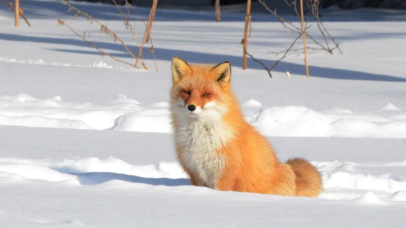 О лисах кунаширских и шикотанских