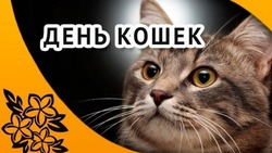 Картинки с Днем кошек 2025