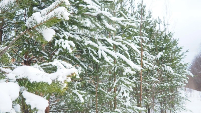 Озвучен прогноз погоды в Сахалинской области на 10 декабря