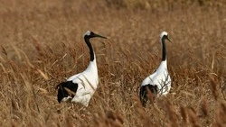 Хрупкий журавлиный мир