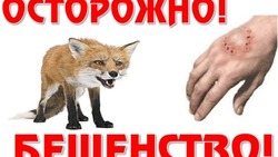 Что такое бешенство животного