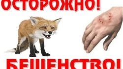 Что такое бешенство животного