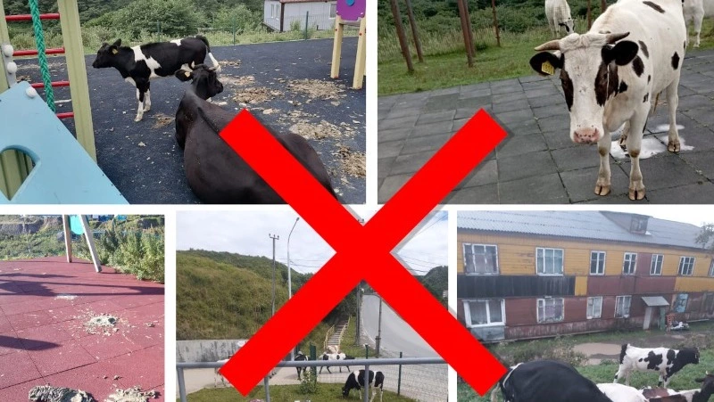 ВНИМАНИЮ ВЛАДЕЛЬЦЕВ КРУПНОГО РОГАТОГО СКОТА!