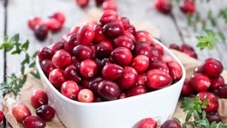 Ценный источник витамина C: на что способна клюква