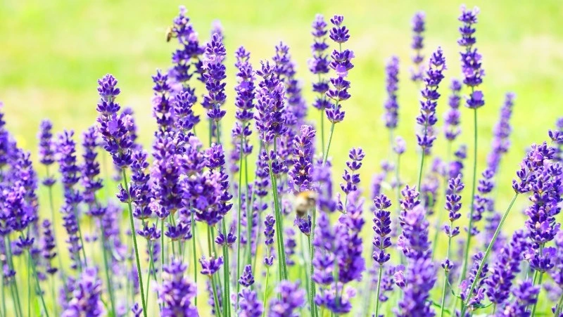 Иоанн Богослов: что можно и нельзя делать 21 мая 2024 года