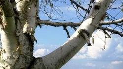 Народные приметы на 28 ноября 2023: что нельзя делать в этот день