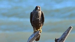 Зимняя встреча сапсана двадцать лет спустя