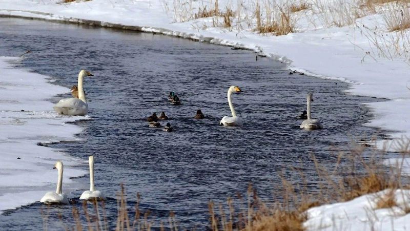 «Дух снега» покидает южные Курилы