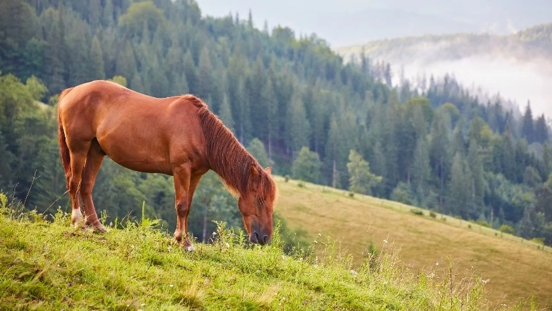 Народные приметы на 31 августа 2023: что нельзя делать в день Флора и Лавра