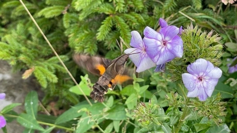 Языкан – не колибри