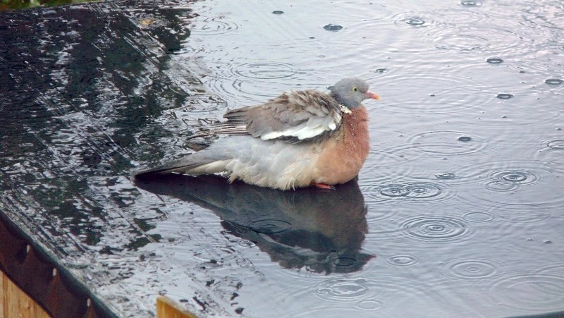 Дождь и холод: прогноз погоды в Сахалинской области на 25 июня