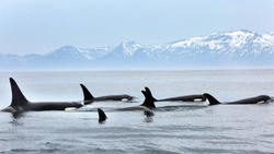 Заповедник «Курильский» – острова и море: 42 года на страже природного рефугиума