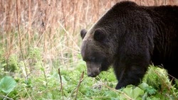 Численность медведей остаётся стабильной