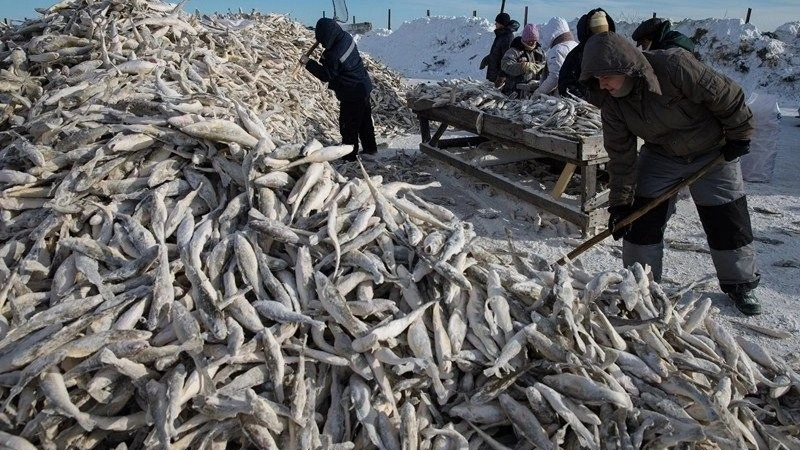 В акватории Южных Курил продолжается зимняя путина