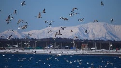 Заповедник «Курильский» принял участие во Всероссийском учете водоплавающих птиц