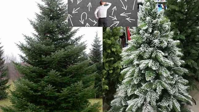 О заготовках елей для новогодних праздников