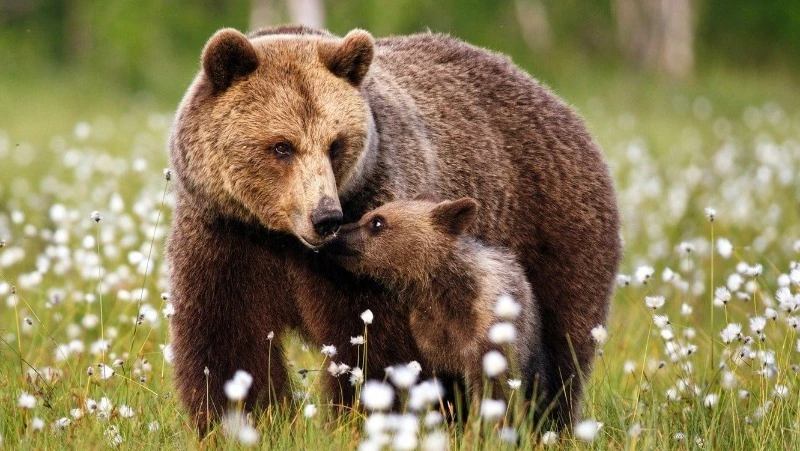 Правила безопасности при встрече с медведем