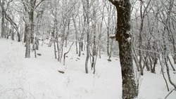 Снежно и местами ветрено будет на Сахалине и Курилах 20 декабря
