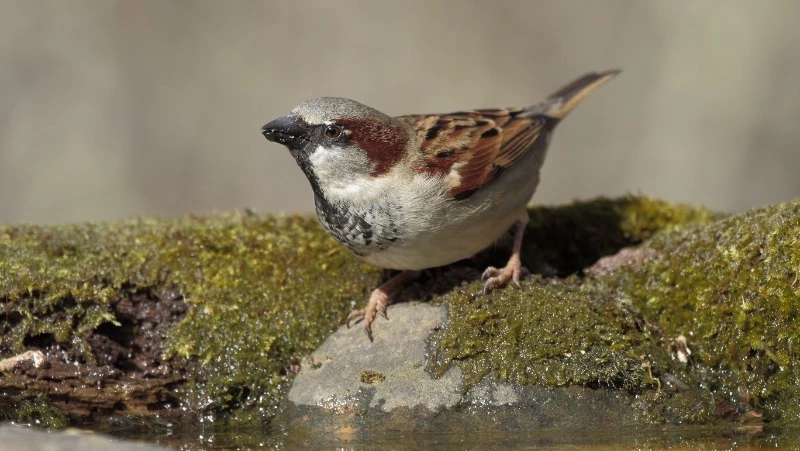 Народные приметы на 28 марта 2024: что можно и нельзя делать в этот день