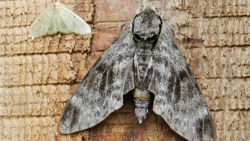 Лепидоптерологи из Новосибирска: открытия прошлого сезона