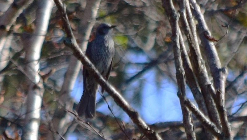 В канун новогодних праздников на Кунашир прилетели рыжеухие бюльбюли