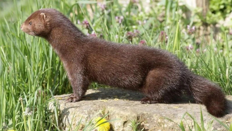 Получены новые данные о европейской норке на Кунашире