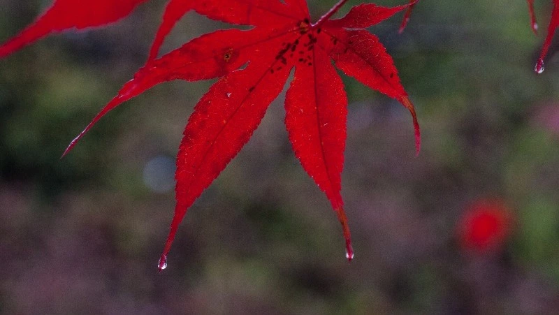 Прогноз погоды в Сахалинской области на 17 ноября 2023 года