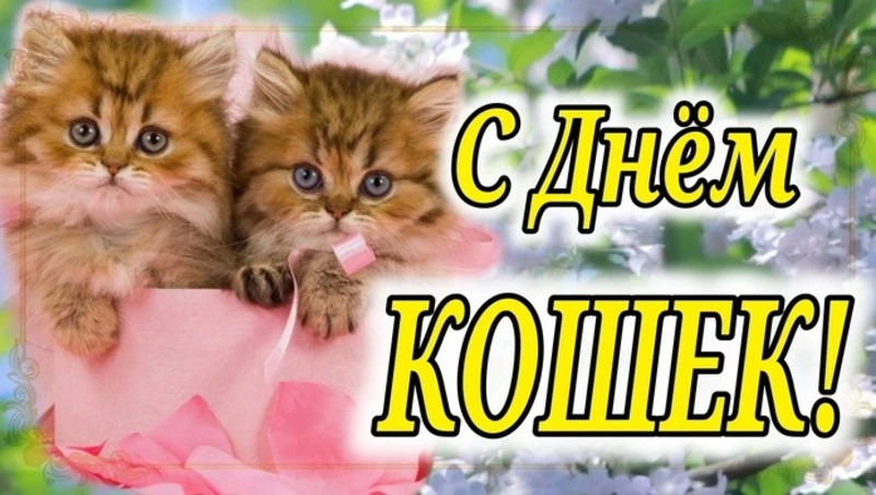 Красивые картинки с Всемирным днем кошек 2024