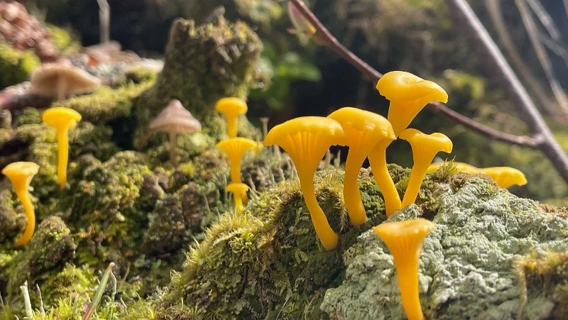 На Кунашире найден новый вид лишайника