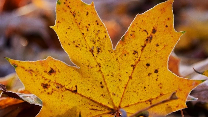 Церковный праздник 15 ноября 2023 года: что нельзя делать в этот день