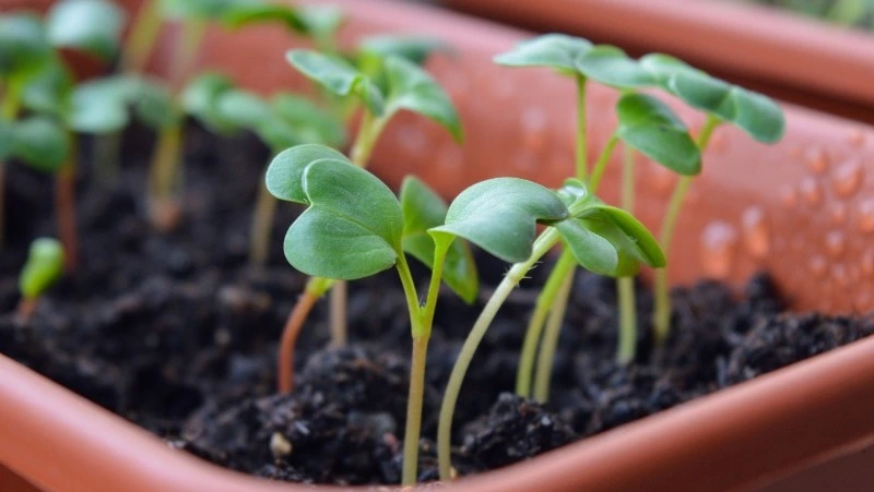 Ирина Рассадница: что можно и нельзя делать 29 апреля 2024 года